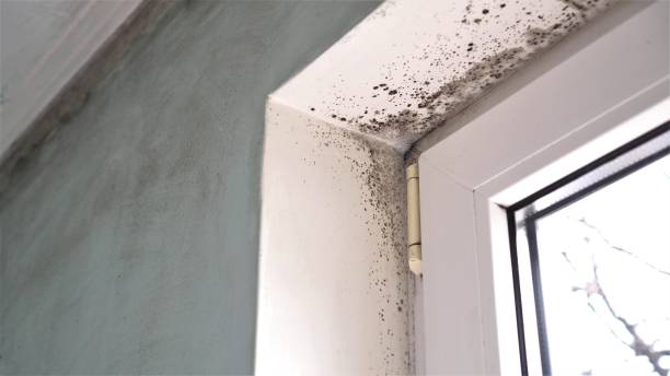 Best Attic Mold Removal  in Howell, MI